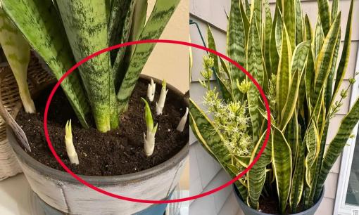 Nếu cây lưỡi hổ của bạn không phát triển và thối lá, hãy làm 3 bước để thúc đẩy sự phát triển của chồi non và lá xanh tươi tốt