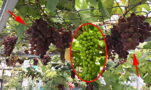 Loại cây giúp gia chủ 'đổi vận' hơn hoa giấy: Trồng 1 cây, lộc kéo cả năm