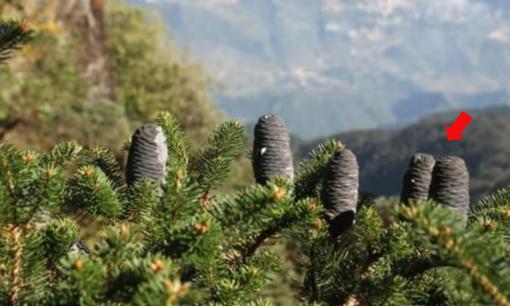  'Báu vật' lộ thiên gần 350 tuổi trên đỉnh Fansipan chỉ duy nhất Việt Nam có