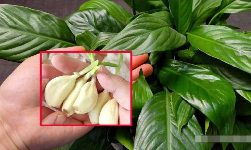 Rắc một nắm vào chậu hoa, dù lá vàng đến đâu cũng sẽ chuyển xanh tươi, rễ khỏe mạnh. Phương pháp này rất tuyệt vời