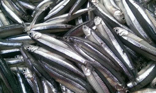 Loại cá nhỏ bé nhưng chứa nguồn dinh dưỡng 'khổng lồ', giàu canxi hơn cả cá hồi, bán rẻ đầy chợ Việt