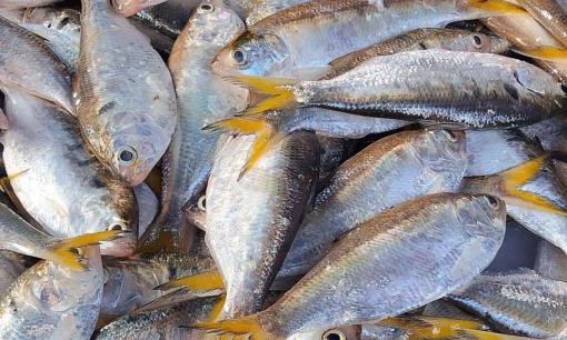 7 loại cá nên mua ngay khi thấy ở chợ: Dinh dưỡng ngang nhân sâm, tổ yến, lại không 'ngậm' hóa chất