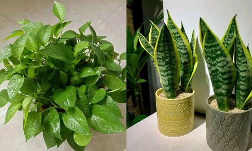 4 loại cây cảnh thật 'kỳ lạ', không ưa nắng, không ưa phân bón, chỉ cần một ít nước là có thể sinh trưởng mạnh mẽ, thích hợp trồng trong nhà