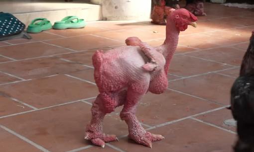 Độc lạ: Con gà trụi lông có giá nửa tỷ xuất hiện ở Việt Nam