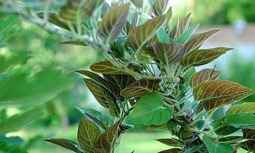 Loại lá xưa mọc bờ mọc bụi, thường ăn kèm với thịt chó, trứng gà: Nay là đặc sản, muốn mua phải đặt trước 50.000 đồng/kg