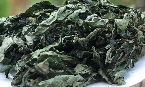 Loại lá chỉ duy nhất Việt Nam sở hữu: Giá 'đắt hơn vàng' lên tới 150 triệu đồng/kg, đắt đỏ bậc nhất thế giới 