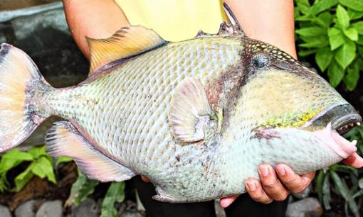 Loài cá vô danh, có cái tên rất lạ, xưa không ai biết, nay thành đặc sản quý hơn vàng, vị ngon hơn cả thịt gà