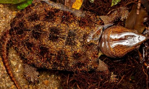 Nghe tiếng động lạ, người dân vui mừng khi phát hiện loài vật quý hiếm tưởng như sắp tuyệt chủng