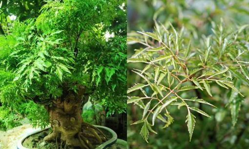 Cây đinh lăng được ví như 'Thần giữ của': Chuyên gia phong thủy mách gia chủ vị trí trồng tốt nhất để hút tài lộc