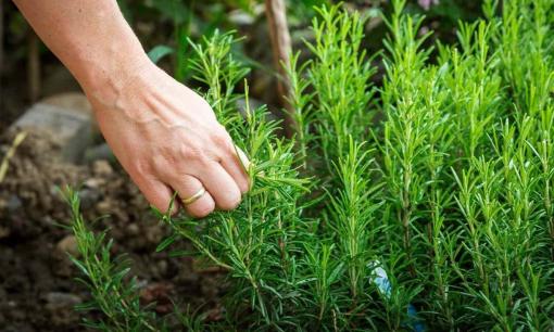 Việt Nam sở hữu một loại cây cảnh cực tốt cho sức khỏe, được nghiên cứu điều trị bệnh gây tử vong cao thứ 7 thế giới