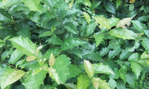 Loại cây mọc dại rất nhiều ở Việt Nam, chứa thành phần hóa học có khả năng ức chế tế bào ung thư