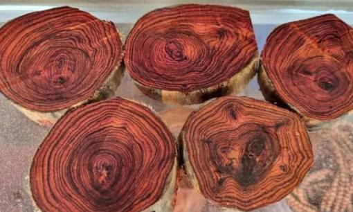 Cả làng gây dựng lại 'vương quốc gỗ quý' 100 tỷ đồng, dù có đổ gãy cũng nhất quyết không bán