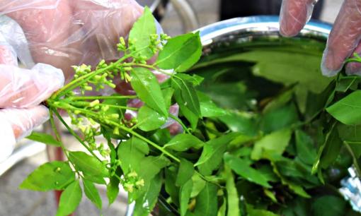 Thứ lá nghe tên đã 'buồn nẫu' lại là linh hồn món đặc sản An Giang, lọt top món ăn tiêu biểu được Tổ chức Kỷ lục châu Á công nhận 