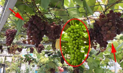 Bí mật phong thủy: Loại cây được ví như 'Thần Tài trong vườn', trồng một cây thu hút tài lộc, sung túc quanh năm