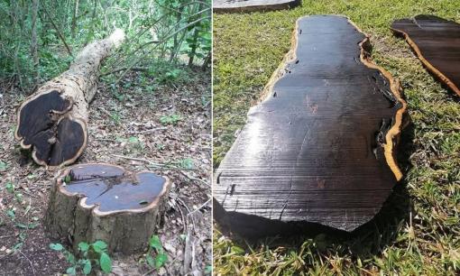 Loại gỗ quý được săn lùng như ‘kho báu’, mất 200 năm mới trưởng thành, giá lên tới hơn 300 triệu/m3