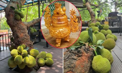 Người xưa hay lấy gỗ mít làm tượng thờ, xây đình chùa nhưng tuyệt đối không trồng cây mít trước nhà, lý do là gì?