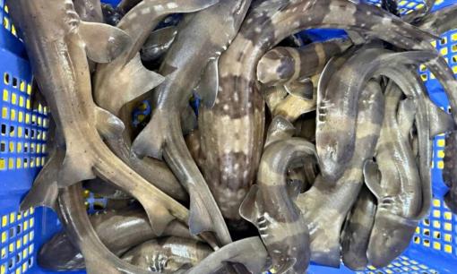 Đặc sản biển miền Trung giá tiền triệu, chỉ người giàu mới dám ăn, đến cả xương cũng chẳng còn