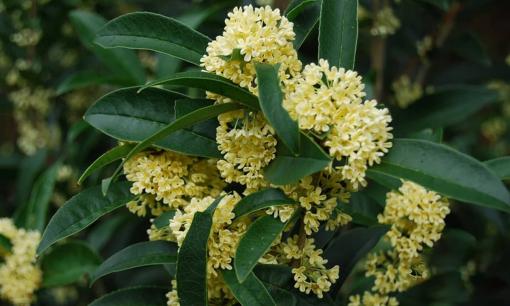 Hiếm khi có loài cây hợp cả 5 mệnh, rất được lòng quý nhân: Trồng một gốc, tài lộc vượng ba đời!