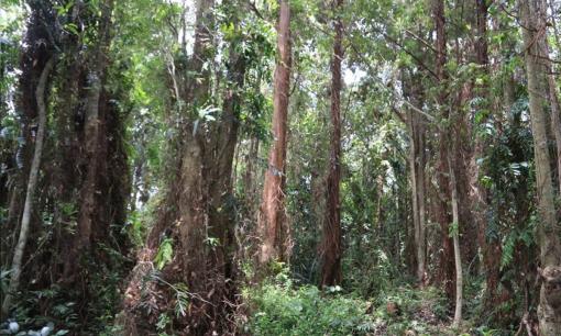 Loài cây ‘vô sinh’ sắp biến mất khỏi hành tinh, Việt Nam có 1 quần thể mọc tự nhiên duy nhất trên thế giới