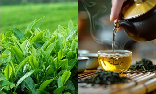 Đặc sản đắt nhất thế giới 30 tỷ/kg, Việt Nam cũng có loại tương tự giá cực rẻ, chất lượng hảo hạng, ngon không kém cạnh