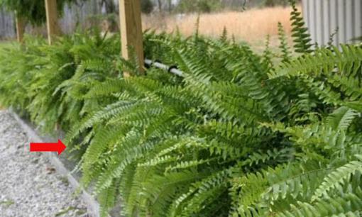 Loại cây mọc dại ở Việt Nam được NASA đánh giá là máy lọc không khí tự nhiên đứng top đầu, rất nên trồng trong nhà