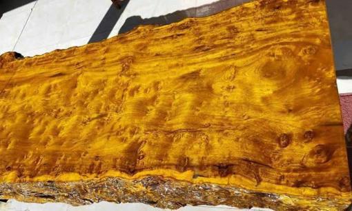 Loại 'gỗ Hoàng đế' có giá lên đến 9.000 tỷ đồng nhưng không ai dám đốn hạ hay lấy cắp