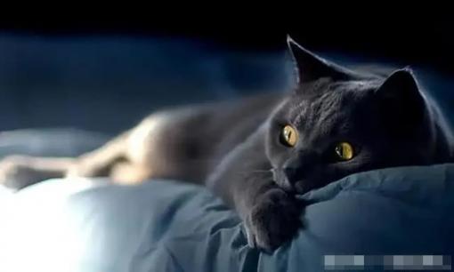 Tại sao 'kiêng kị' mèo lại gần thi thể người chết? Đây không phải là mê tín mà có cơ sở khoa học thực sự