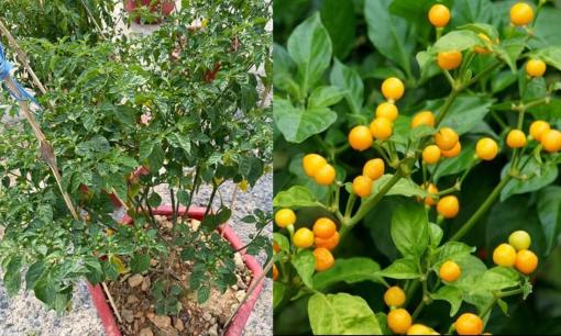 Loại cây có quả 'đắt như vàng' tại Việt Nam, giá 500 triệu đồng/kg nhưng chỉ trồng làm cảnh