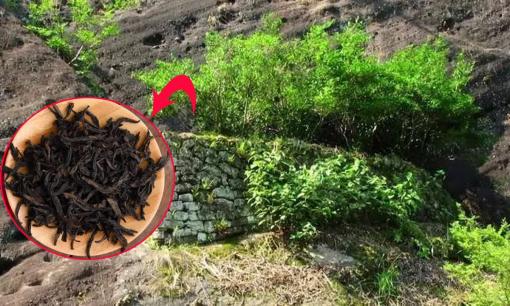 Loại lá cây 'đắt hơn vàng ròng', mỗi năm chỉ thu được 6 lạng, giá lên tới 38 tỷ đồng/kg 