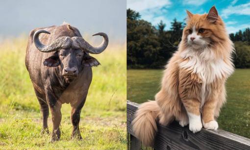 Tử vi ngày 7/10/2025 của 12 con giáp: Tuổi Sửu tài chính khởi sắc, Mão làm gì cũng phải chú ý hơn