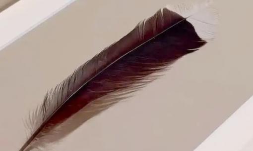 Sợi lông đắt nhất thế giới, có gì đặc biệt mà giá hơn 700 triệu đồng?