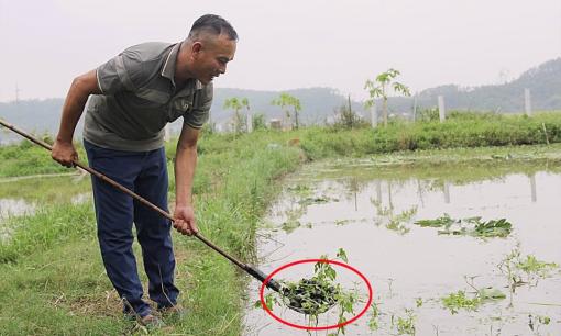 Anh nông dân Nghệ An từng 'nợ như Chúa Chổm', nay 'lên đời' nhờ nuôi con bơi dưới nước, thu về 6 - 8 tỷ/năm