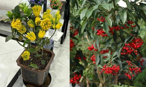 Tổ Tiên nói: 'Ban công có 3 loại cây này thì không lo thiếu tiền tiêu', nghèo đến đâu cũng phải trồng mỗi loại 1 chậu, là cây gì?