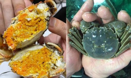 Loại cua sông đắt hơn cua biển, chỉ có vào mùa Thu, hiện đang được giới sành ăn săn lùng ráo riết