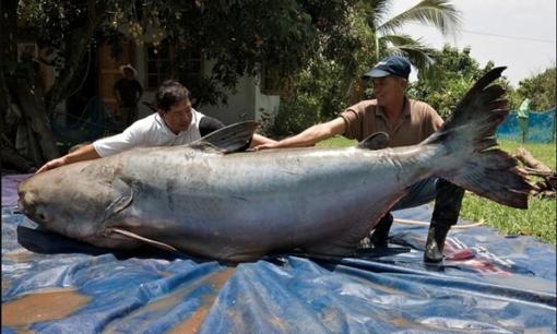 Loài cá được xem như báu vật sông Mê Kông, là “thủy quái” nước ngọt lớn nhất thế giới, từng xuất hiện tại Việt Nam