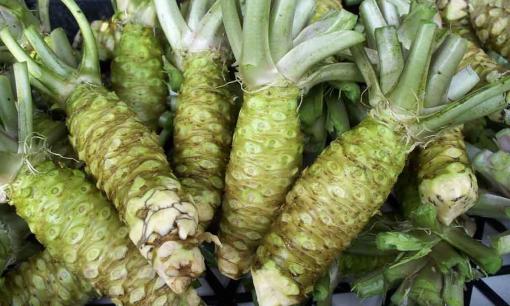 Loại củ đắt đỏ bậc nhất thế giới: Việt Nam đã có người trồng thành công, giá 6 triệu đồng/kg