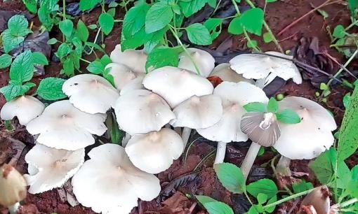 Loại 'báu vật' mọc lên từ lòng đất sau cơn mưa: Đồ ăn dân dã thành đặc sản tiền triệu, thương lái săn đón ngay trong đêm