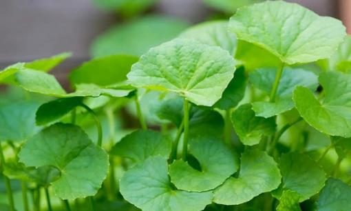 Loại rau quen thuộc ở Việt Nam: Chống rụng và kích thích mọc tóc con cực tốt, chỉ 15.000 đồng/kg