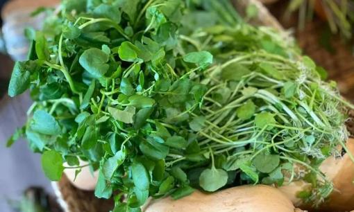 Loại rau được đánh giá là 'thực phẩm chống ung thư tốt nhất thế giới': Ở Việt Nam mọc khắp nơi, giá chỉ vài nghìn đồng cả mớ