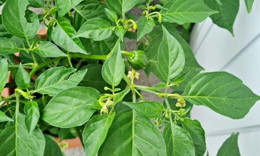 Loại lá giàu canxi gấp 2 lần sữa, giúp bổ tỳ, tiêu sưng, không phải ai cũng biết mà ăn 