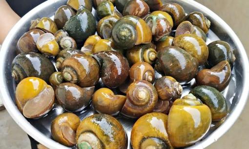 'Lộc trời' ẩn trong bùn đất, xưa dành cho người nghèo nay thành đặc sản được người thành phố thi nhau săn lùng, giá 150.000 đồng/kg