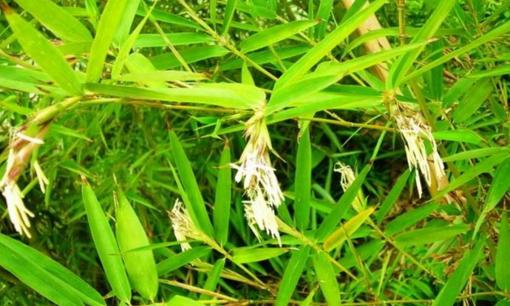 'Thấy tre nở hoa, hãy chuyển nhà ngay lập tức”. Tre nở hoa có thực sự là dấu hiệu của một “đại họa”?