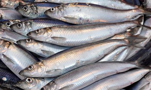 Chợ Việt bán đầy 3 loại cá tốt nhất thế giới: Giá bình dân, chống ung thư, tăng cả tuổi thọ gặp nên mua ngay