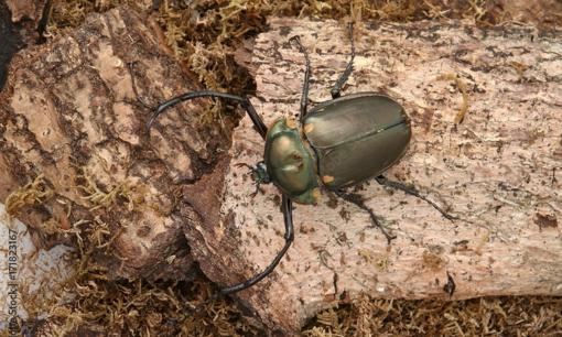 Loài côn trùng quý hiếm bậc nhất thế giới, có giá hơn 3 tỷ đồng/con, là con gì?