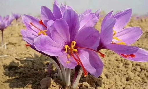 Cây đắt đỏ bậc nhất thế giới, được mệnh danh là 'vàng đỏ', giá gần 300 triệu đồng/kg: Việt Nam đã trồng thành công