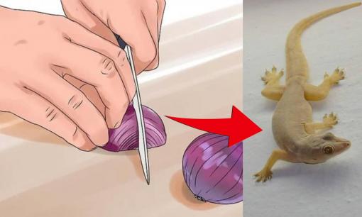 Trong nhà có quá nhiều thạch sùng, đừng vội giết, chỉ cần làm cách này là chúng 'dọn đi' trong đêm