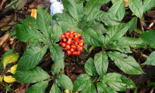 Loại cây mọc dại ở Việt Nam nay thành ‘thần dược’: Là di sản văn hóa phi vật thể, thu hàng trăm tỷ đồng mỗi năm