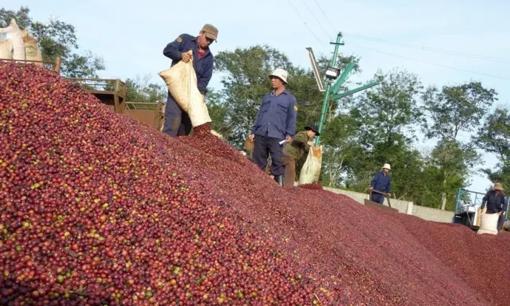 Loại hạt của Việt Nam lập kỷ lục mới về xuất khẩu: Thu 7 tỷ USD, giữ vững ngôi 'ông trùm' thế giới