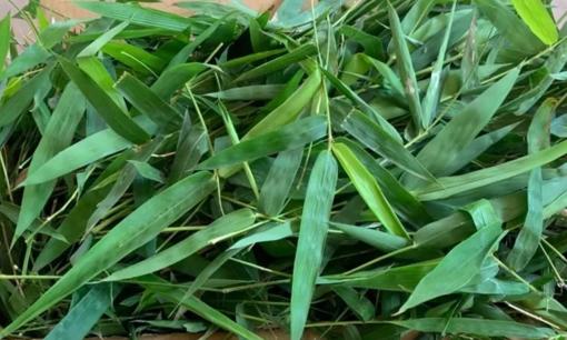 Công dụng bất ngờ của lá tre đối với sức khỏe: Tưởng chỉ là thứ vứt đi nhưng lại cực tốt