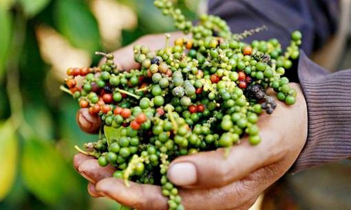 Việt Nam sở hữu một mặt hàng đang làm mưa làm gió tại Mỹ: Chiếm lĩnh thị phần áp đảo, bằng các đối thủ cộng lại, thế giới ngày càng khan hiếm